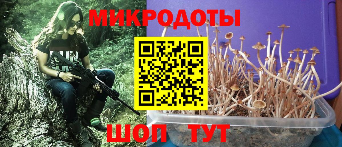Псилоцибиновые грибы Psilocybine cubensis Острогожск